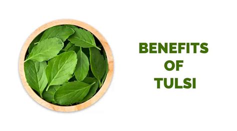 thulasi pron|8 Top Benefits, Uses Of Tulsi .